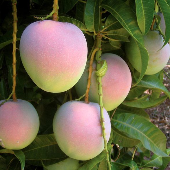 Australian Mango Growers Nutrano Produce Group