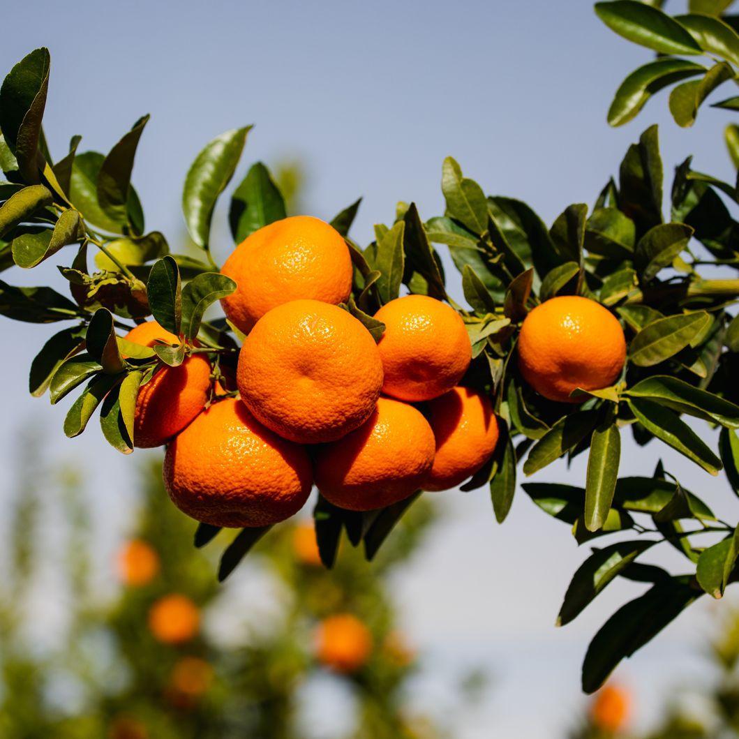 Mandarins on tree Mildura