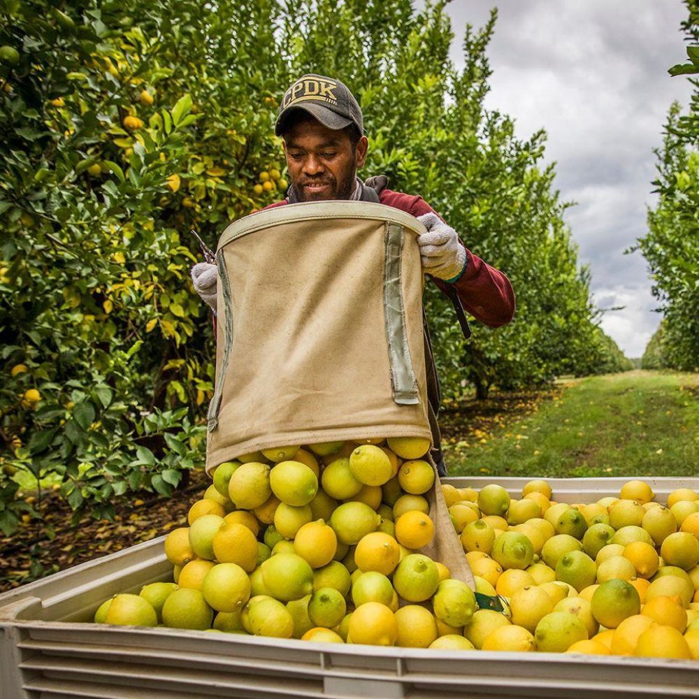 Lemons being unloaded