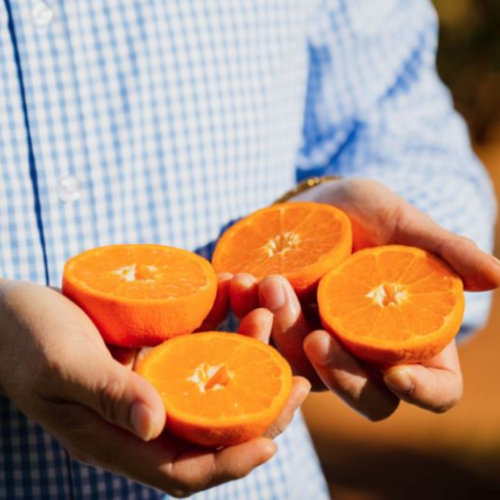Nutrano Citrus Oranges on Farm