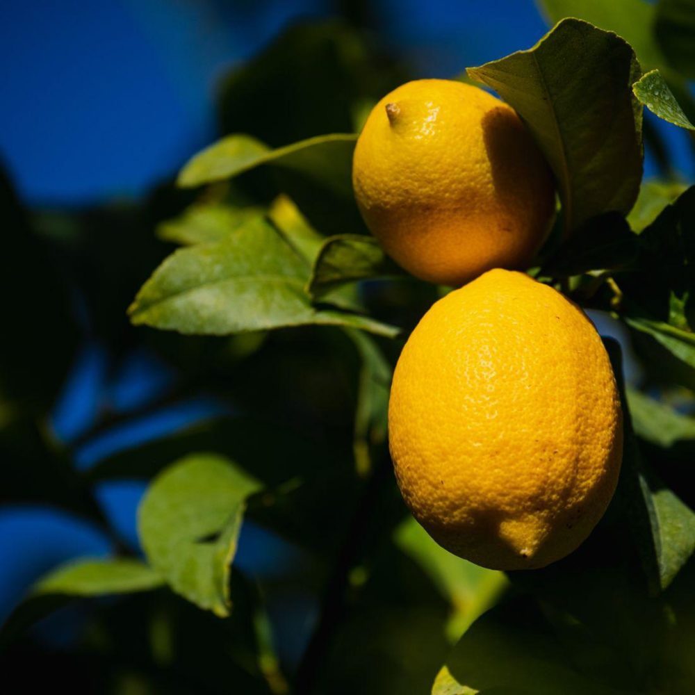 Lemon feature image