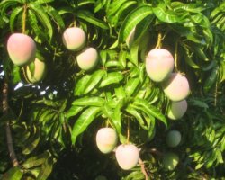 Mangoes on Tree Katherine Farm