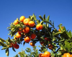 Sunraysia Farms Citrus